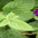 Mélisse : 10 Bienfaits Incontournables de cette Plante Miraculeuse